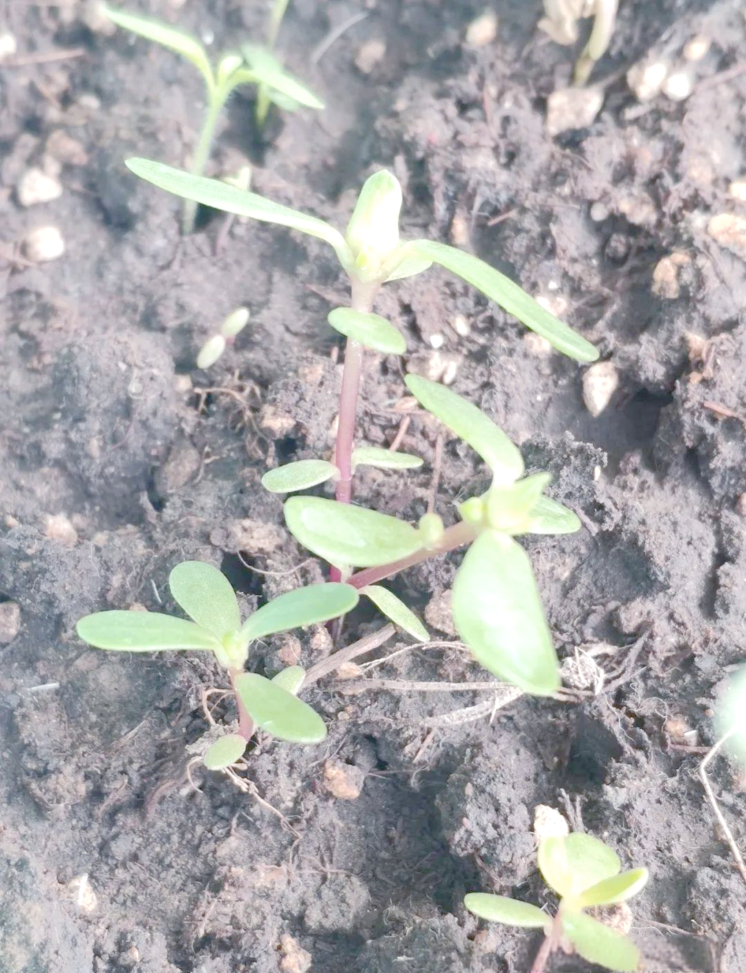 自然笔记:马齿苋种子的奇迹,展现生命的奋斗与辉煌