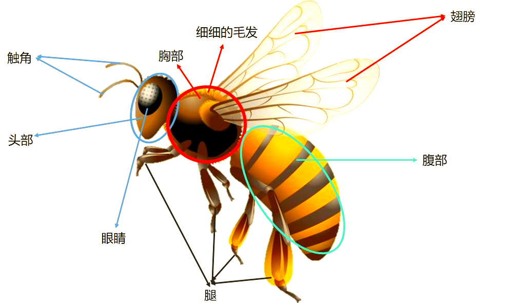 小朋友,你是否曾仔细观察过蜜蜂的身体结构呢?