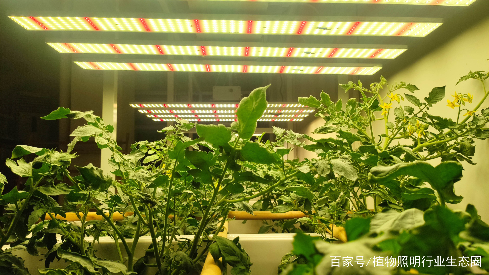 LED植物生长灯和高压钠灯在园艺生产的区别插图1