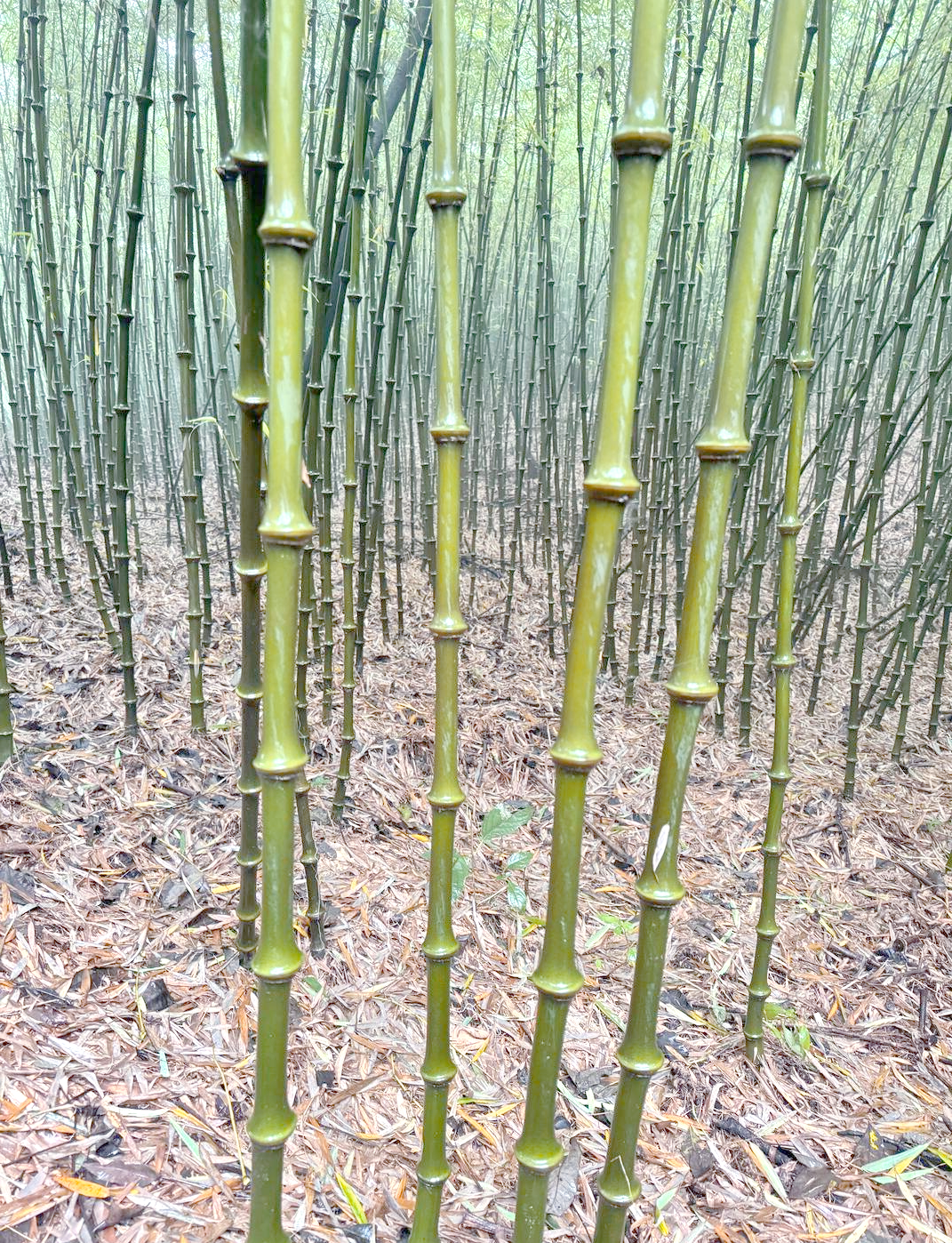 大关县筇竹产业蓬勃发展,绿色富民之路越走越宽