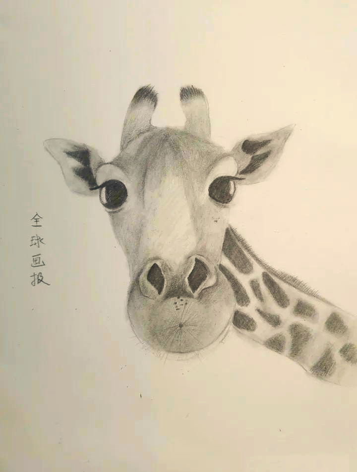 长颈鹿素描绘画技巧与步骤详解