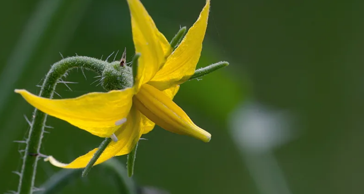 番茄花的雄蕊和雌蕊