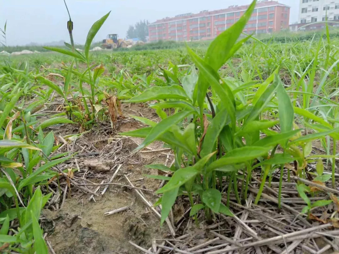 大豆地里常见,儿时常采挖卖钱,殊不知半夏有毒,种植要小心