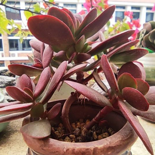 多肉品种:紫蝶,白闪冠,红昭和,桃太郎,克里克特锦