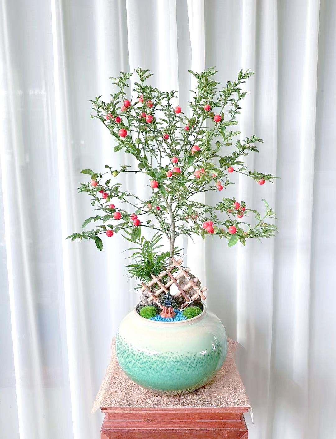 珊瑚豆:装饰家园与净化环境的绿色精灵