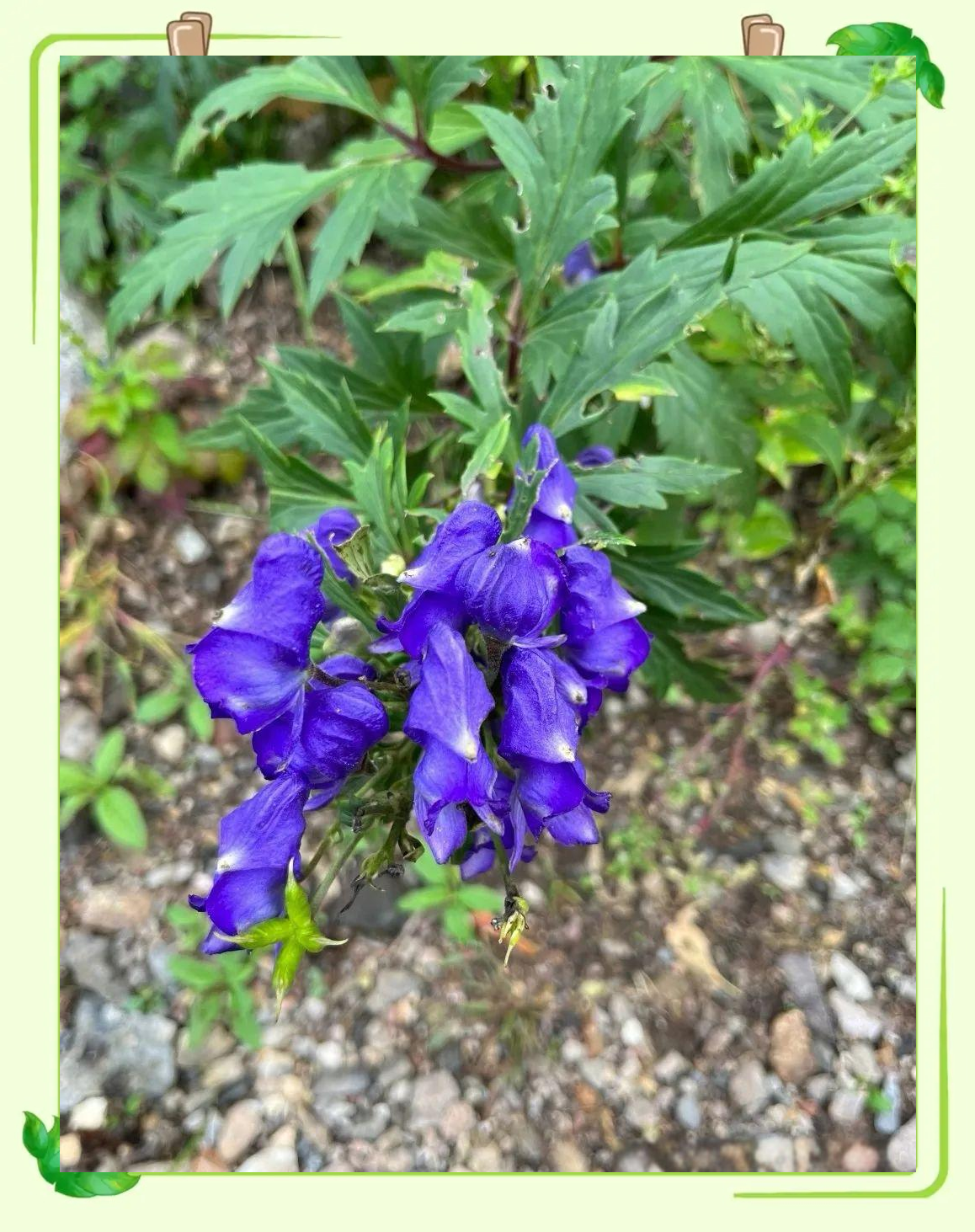 乌头花:一种引人瞩目的园艺珍品