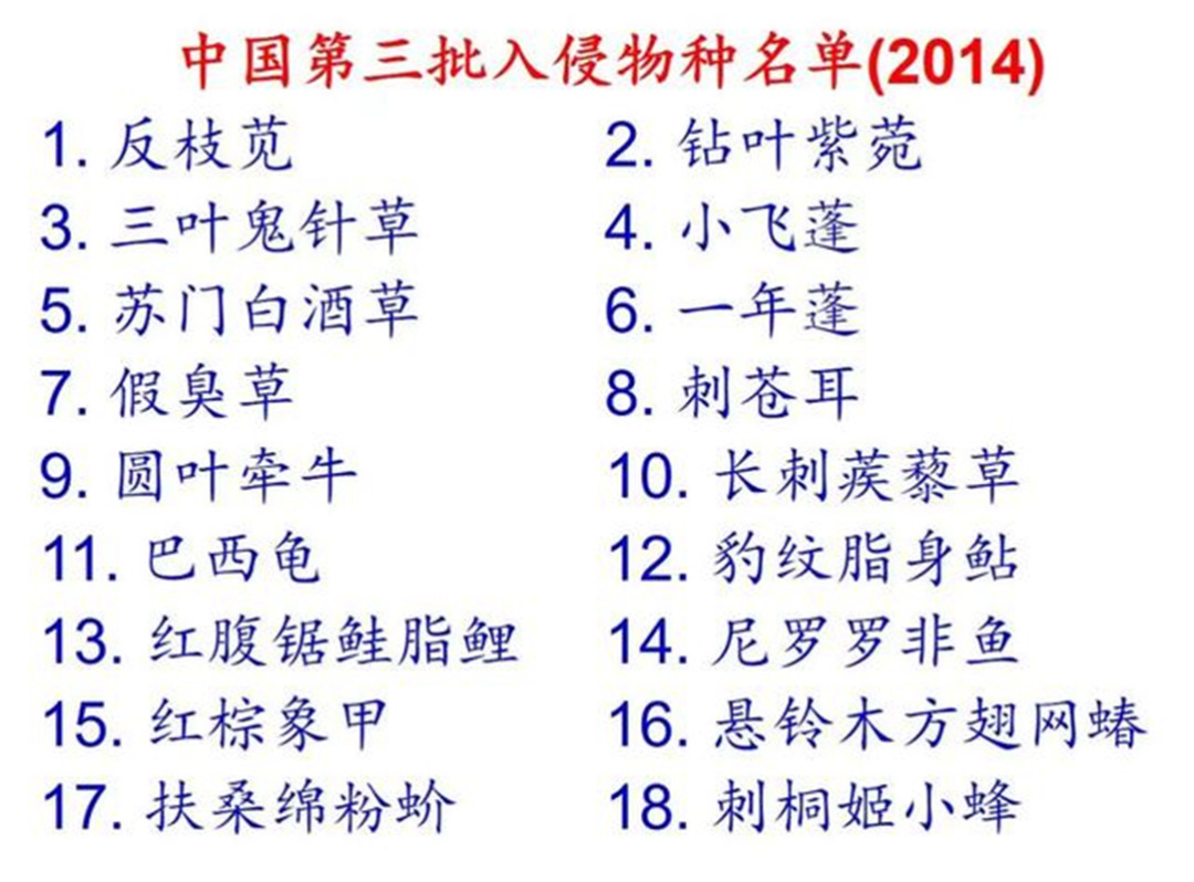 澳洲人為消滅駱駝,安插間諜開飛機狩獵,卻還跟不上其繁衍速度