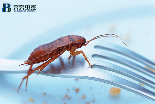 蟑螂带来太多烦恼 如何消灭它?