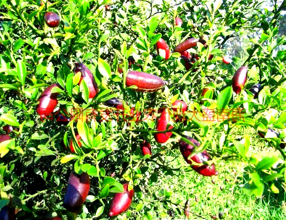 这款高端水果是否让您觉得遥不可及?