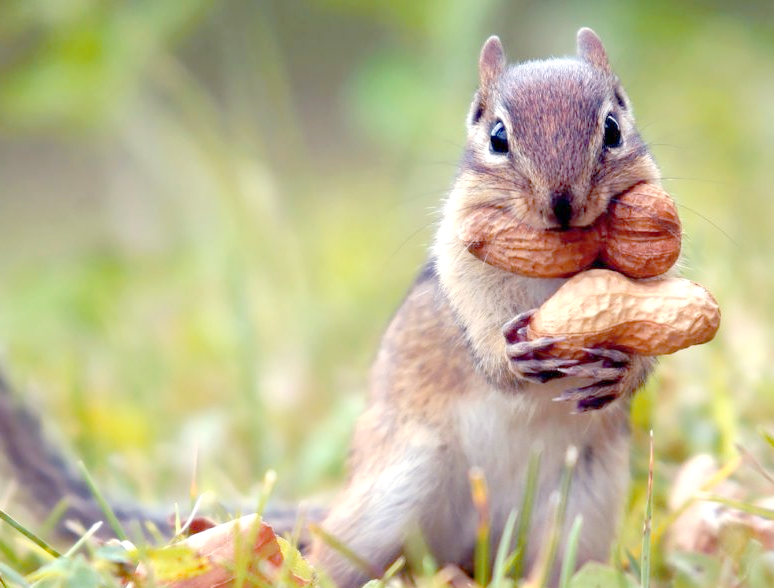 松鼠:吃货界的佼佼者,边吃边打包的萌物