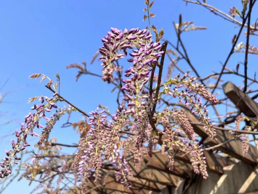 嘉定紫藤园即将开放预约!错过又要等一年