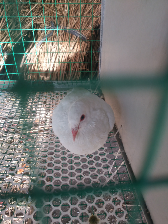 小鸽子怎么人工喂养