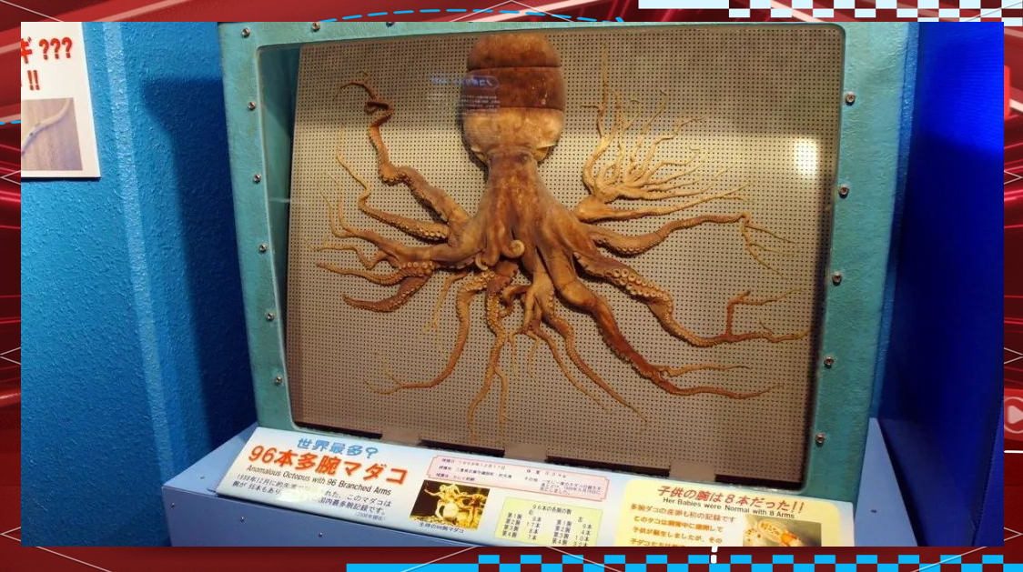 韩国渔民发现变异章鱼,众多触手引发外星生物猜测