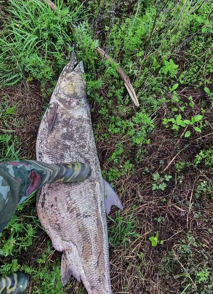 河流之王 湖北男子钓获巨型水老虎