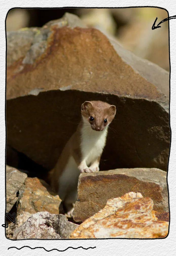 鼬鼠的智慧与短视:贪欲导致其饿死的结果