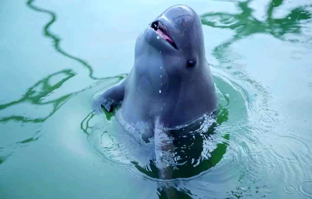 岳阳县多措并举,守护长江江豚安全过冬!