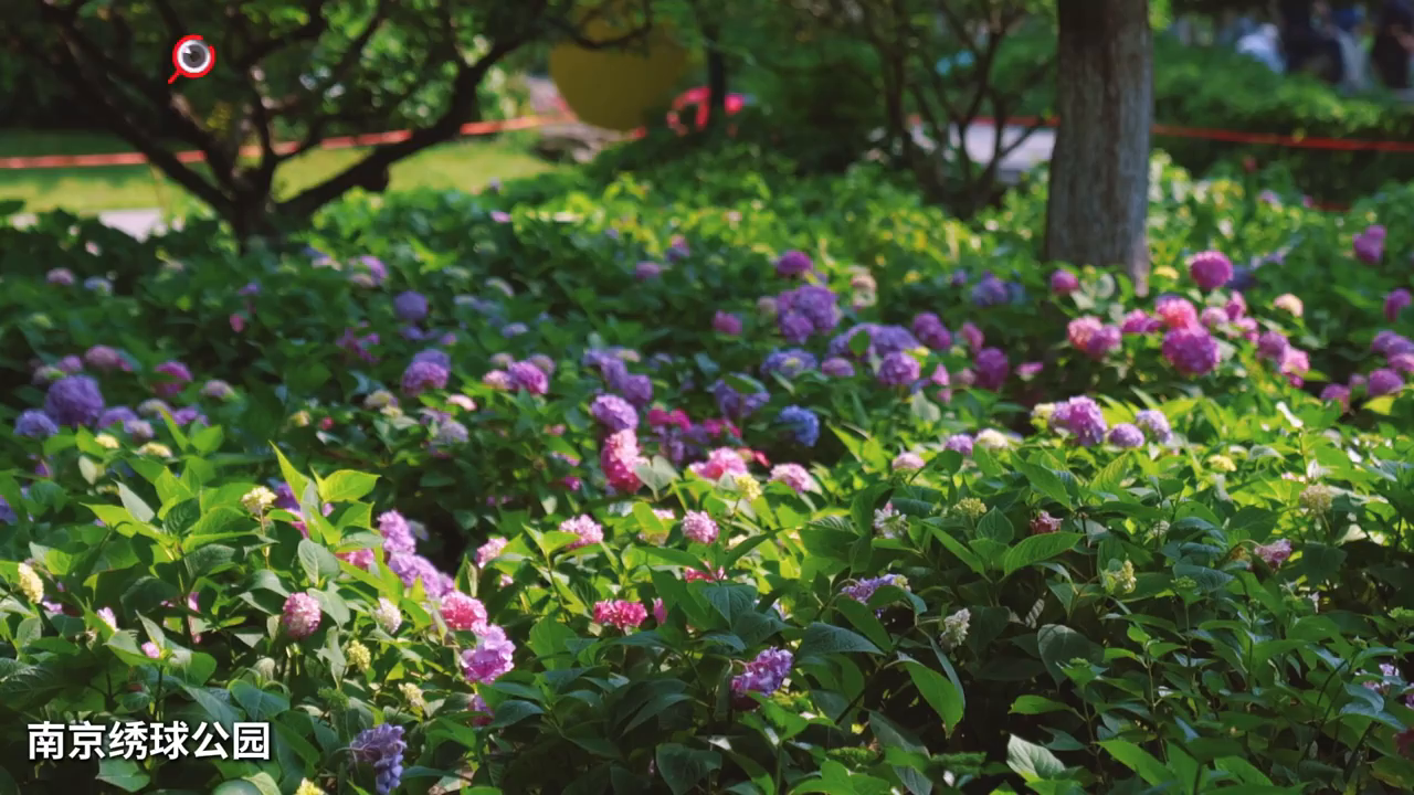 绣球花开,南京迎来"无尽夏"
