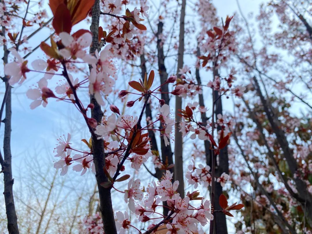 邯郸各县域赏花地图来啦一起穿越花海探寻大美邯郸的春天印记