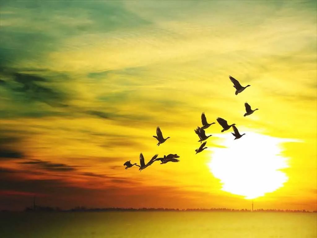 高飞白雁不离群,万里秋山万里云