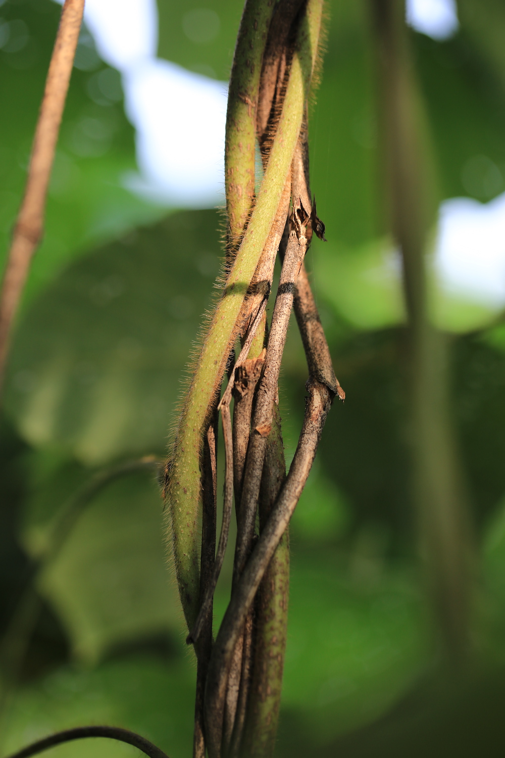 自然散步|中国人喜爱的葛,为何到了美国成了"恶魔"?