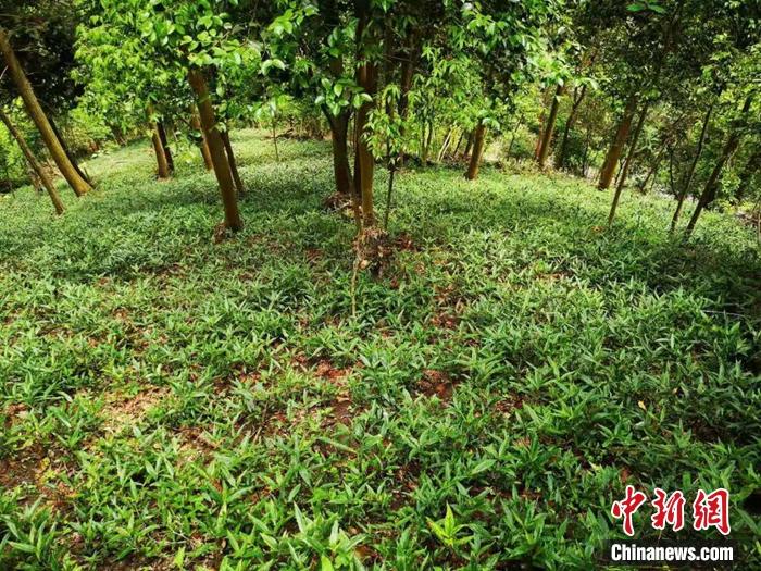 浙江黄岩上郑乡一处林下种植中药材.范宇斌 摄