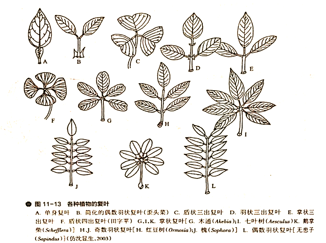 叶的形态与分类:如何从外观上识别植物
