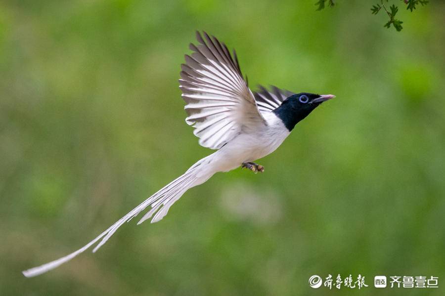 长尾飘飘的印度寿带鸟