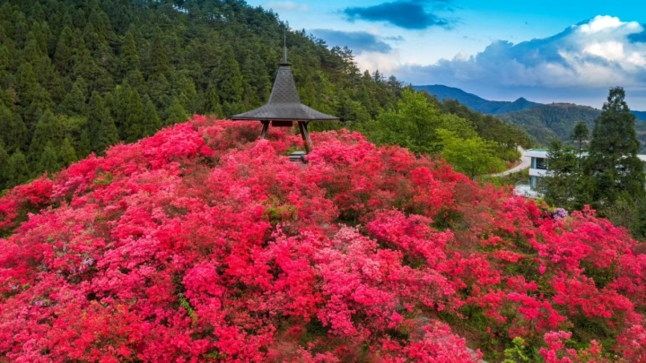五一出游绝佳磐安万亩杜鹃花开壮丽如火