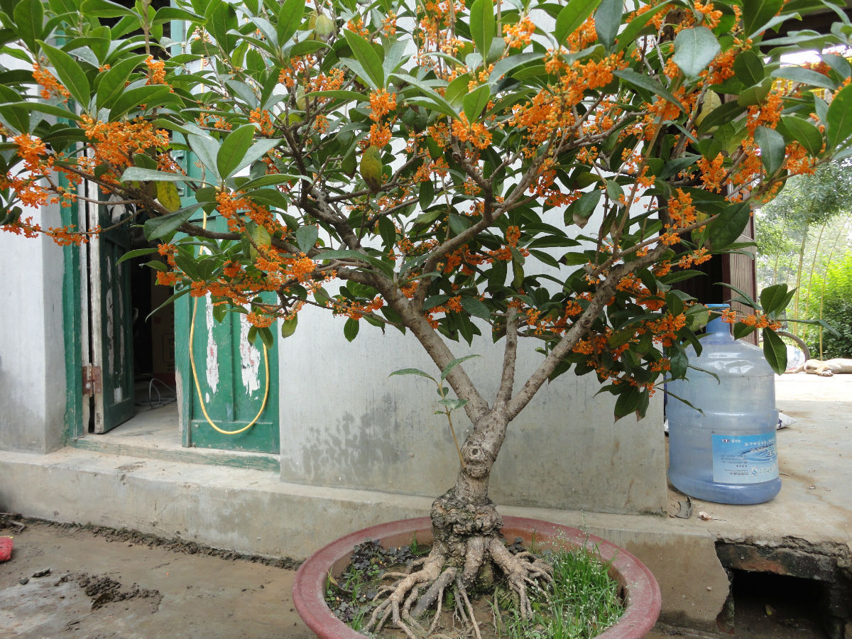 又是一年中秋到,你家的桂花树"飘香"了吗?