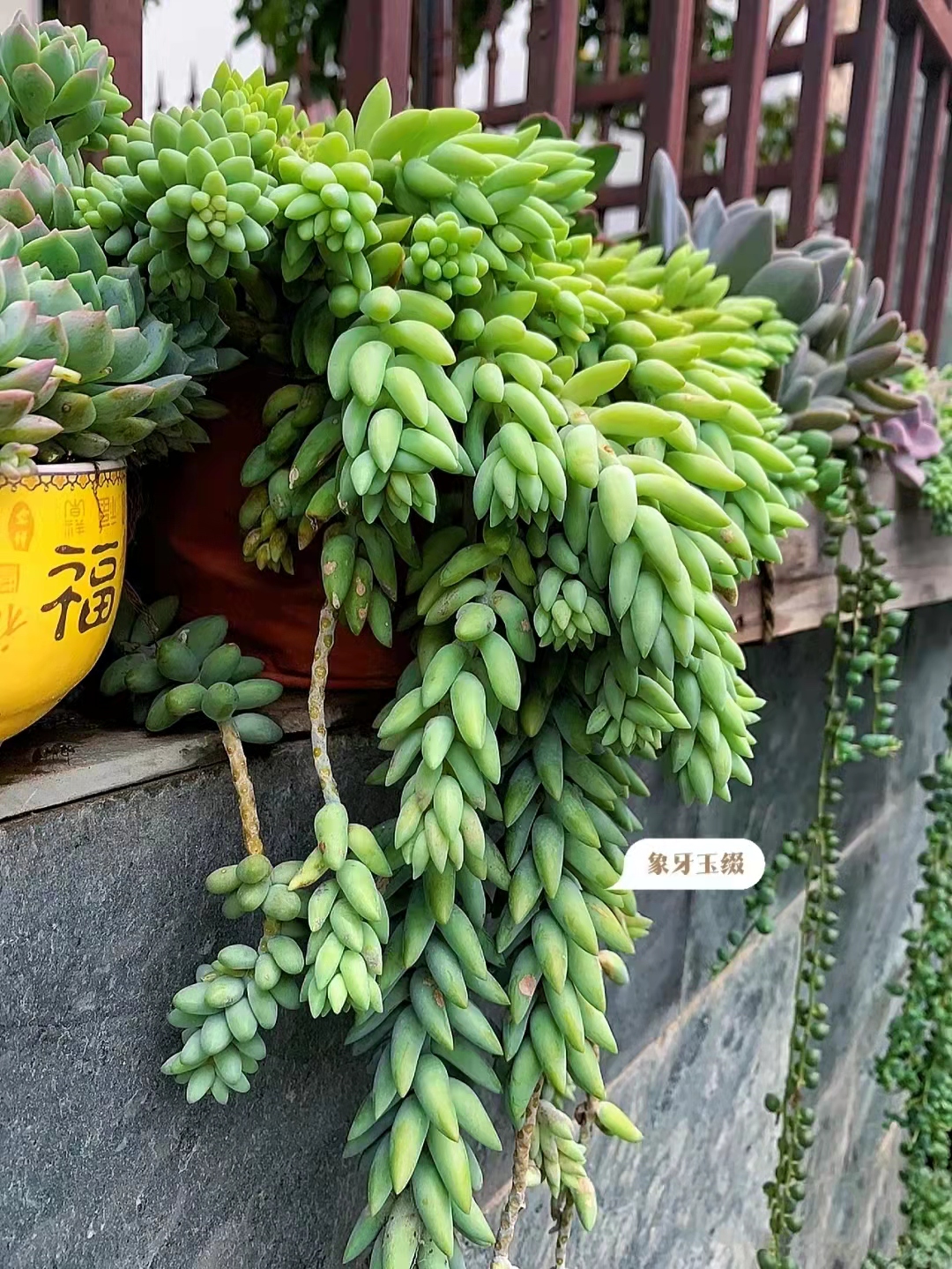 山东大姐养的"象牙玉缀"多肉,太壮观了!再一次刷新我的认知