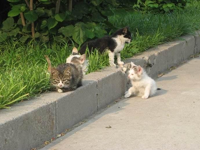 小猫咪竟然也是猛兽?这种行为出现,说明它把你当小弟