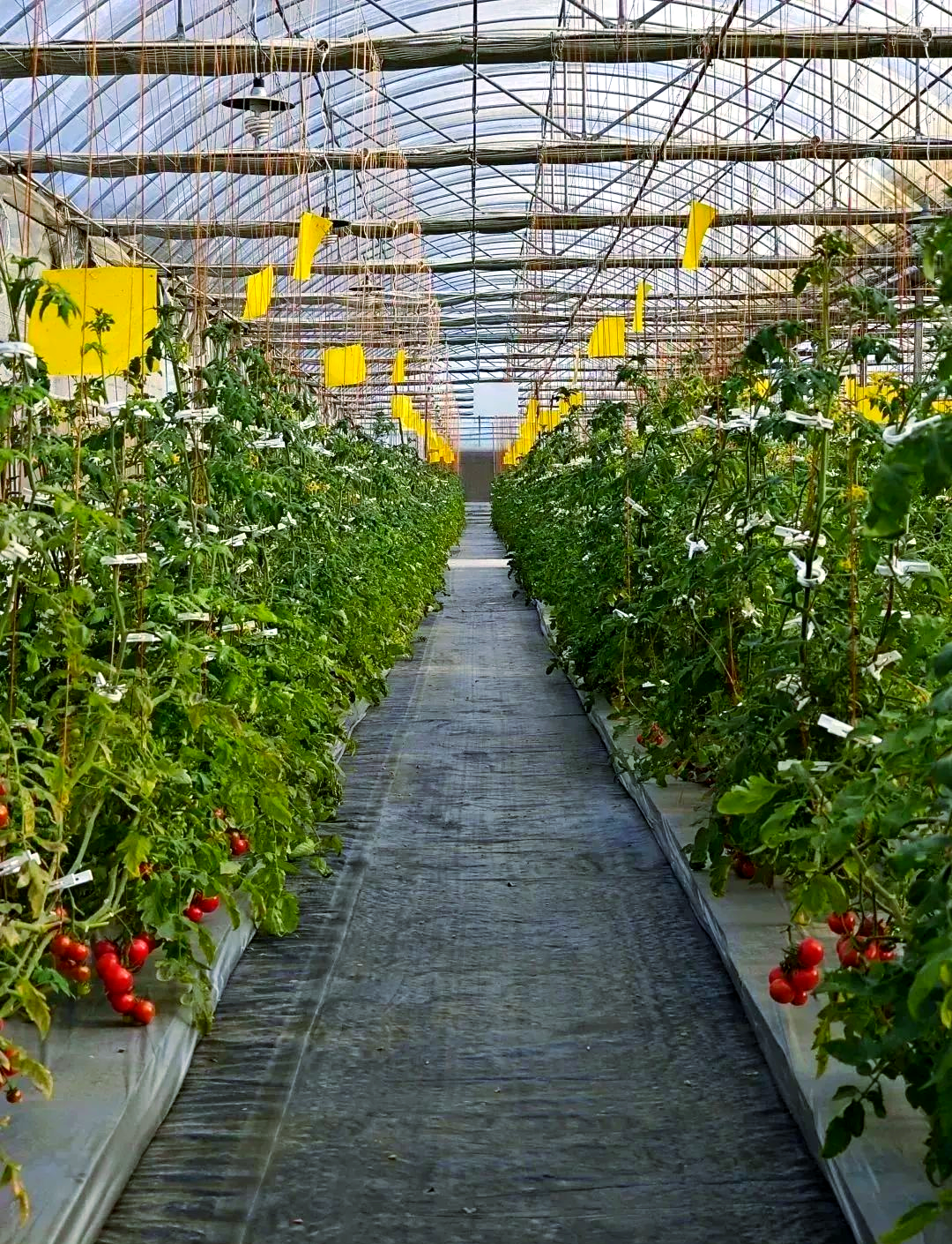 无土栽培:一种创新的作物栽培技术