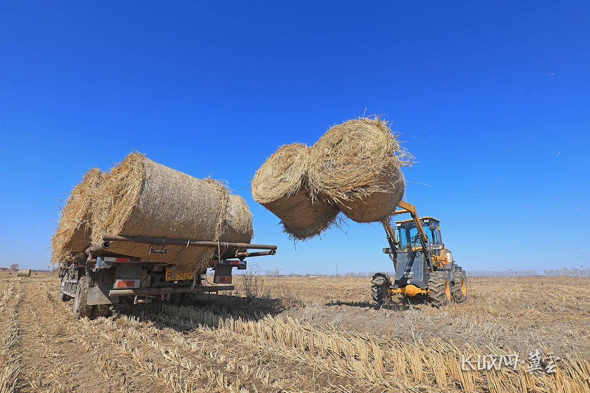 唐山滦南:稻草打捆忙