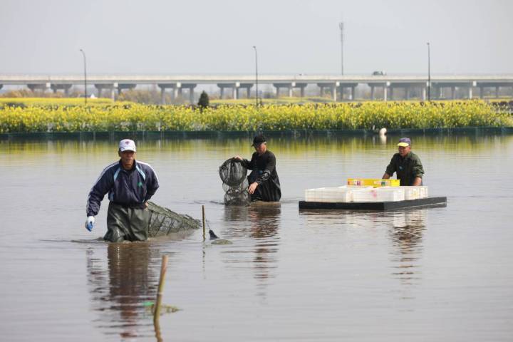 稻田养殖小龙虾视频播放(稻田养殖小龙虾视频播放大全)