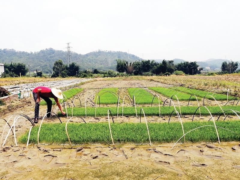 横沥周公堂村:农户增收拓新路 共建农科示范村