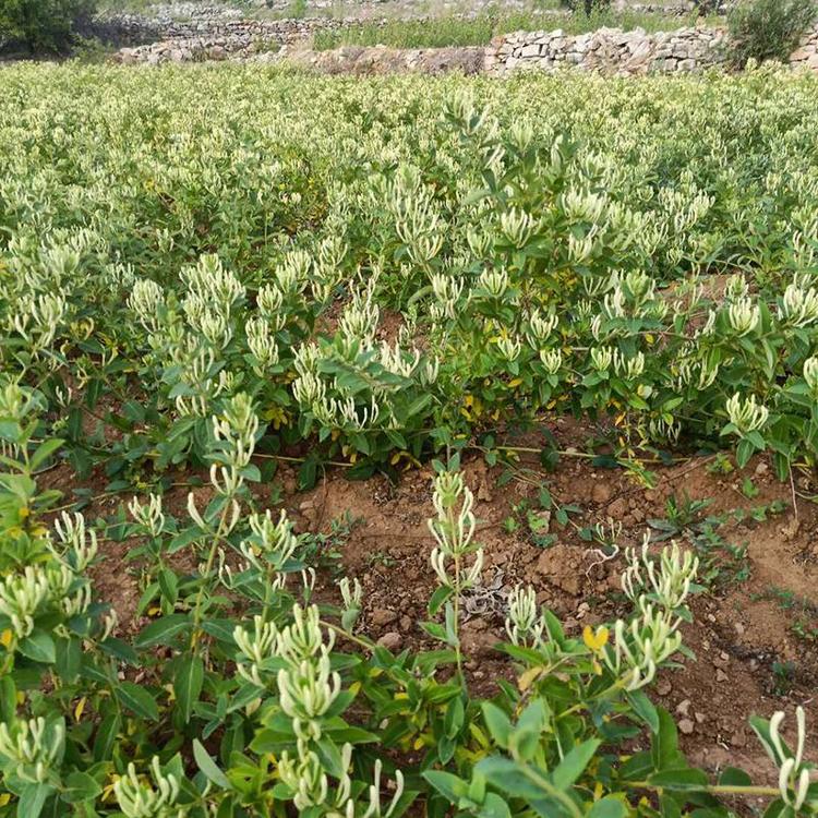 金銀花苗木種植季節