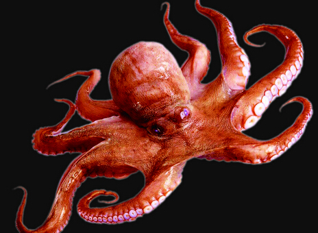 章鱼拥有超强的学习能力,它们如此聪明的原因究竟是什么?