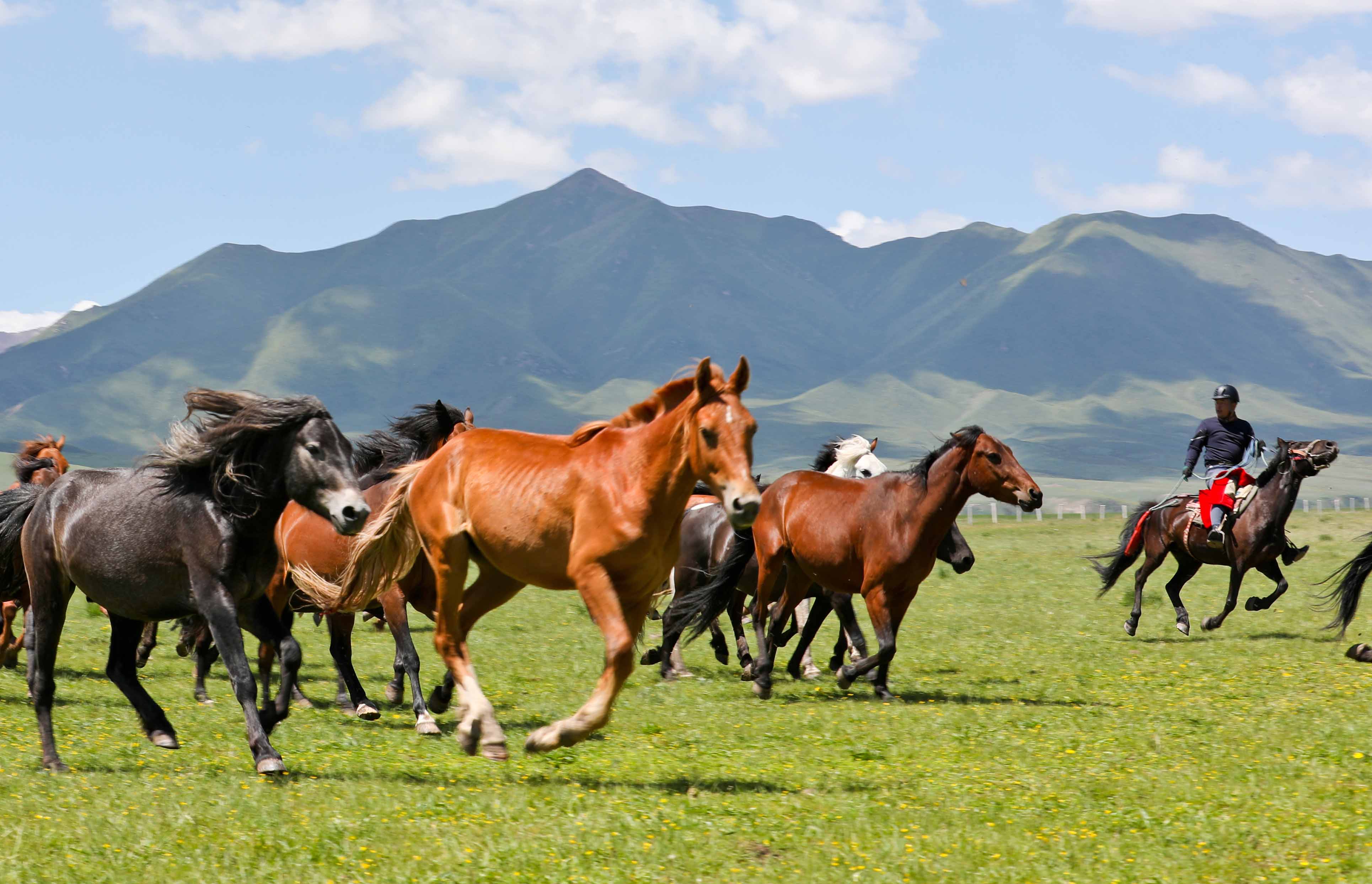 盛夏时节,山丹马场草原现"万马奔腾"美景