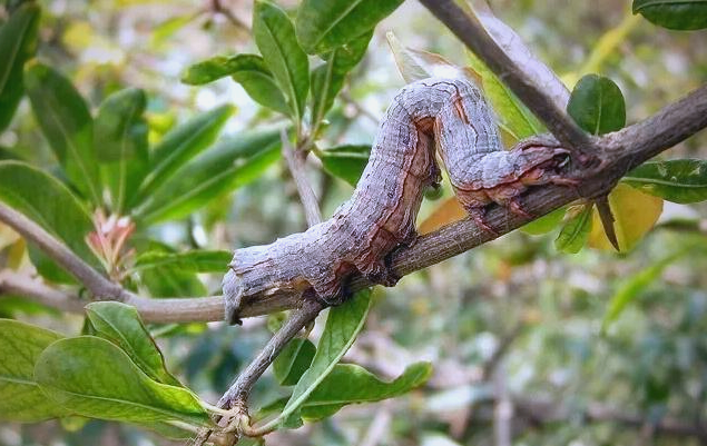 的危害特征与防治方法