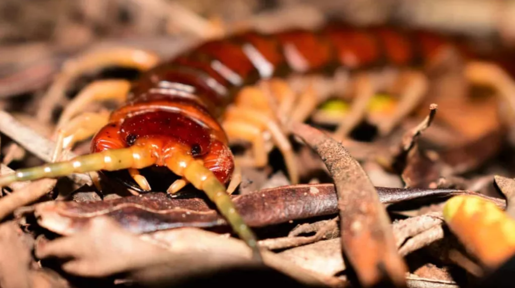 巨大蜈蚣占据澳大利亚岛屿,大量海鸟惨遭毒手,网友直呼药材丰富