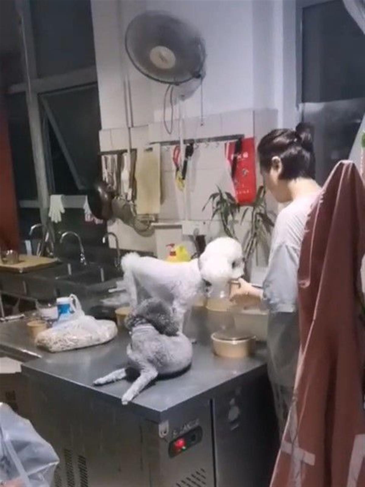 今日头条/两只狗在操作台偷吃,商家当没看见,真相曝光