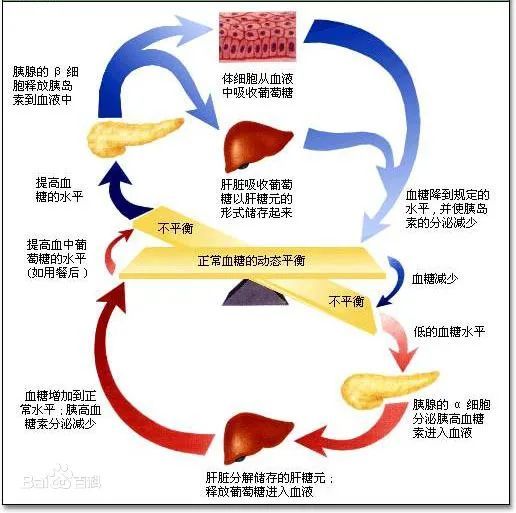 了解血糖的"三来四去" 预防糖尿病