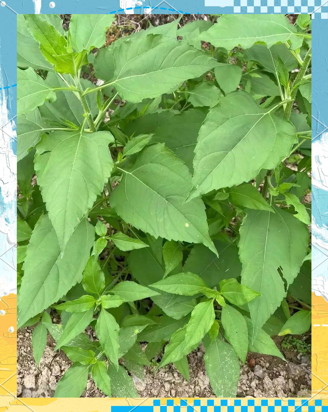 家庭种植洋生姜喜获丰收,管理轻松绿色无公害,既赏花又收菜