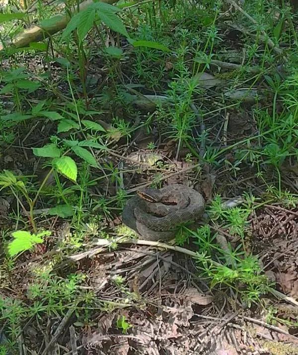 中国排名第二十七剧毒蝮蛇中介蝮