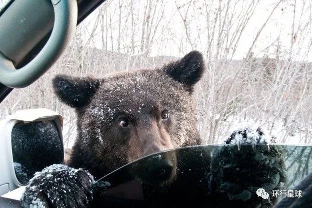 俄罗斯熊,真的不能惹
