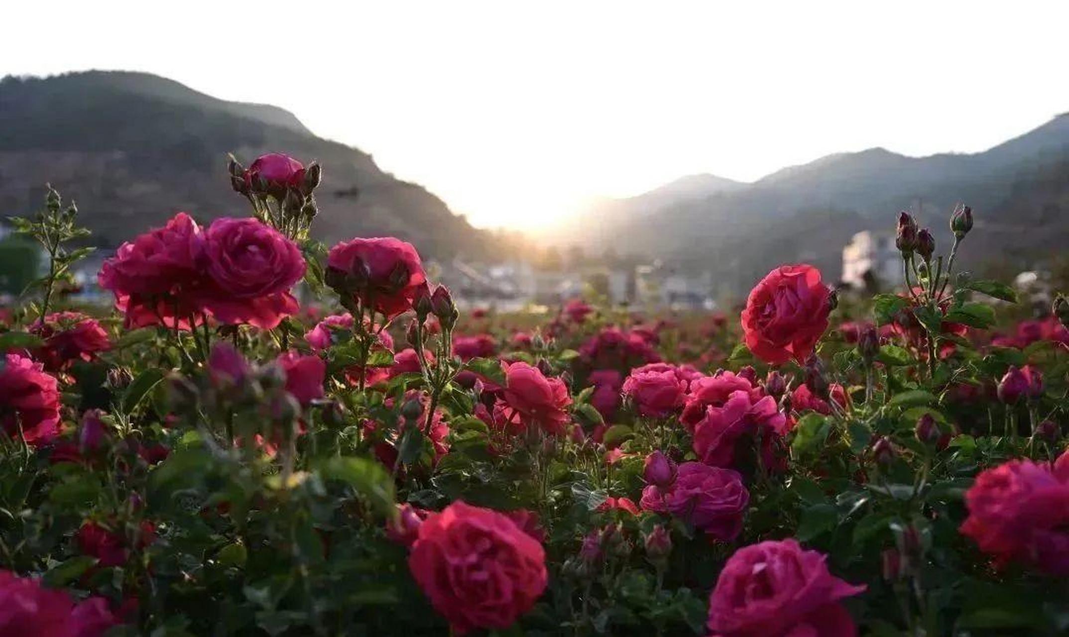 【云南姚安:#千亩玫瑰花海唯美上线#】四月以来,楚雄姚安光禄古镇东方