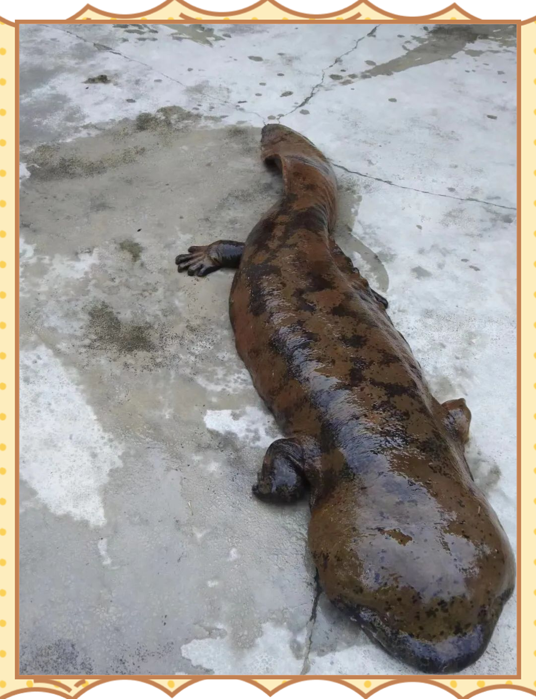 江油市再发现巨型娃娃鱼,放生大自然