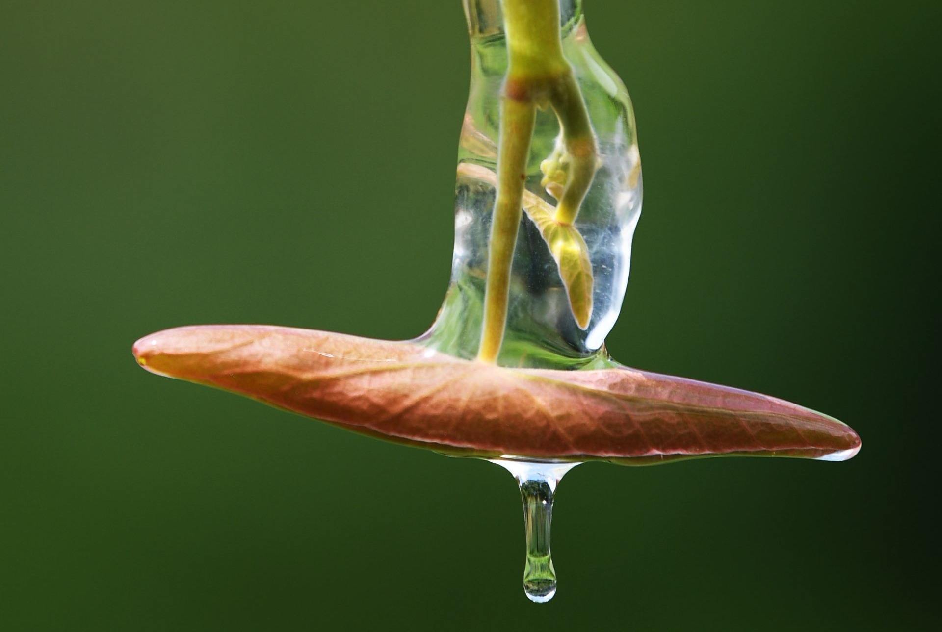 17亩野生莼菜,真罕见!这个国宝级植物,村民不识,曾用来喂猪