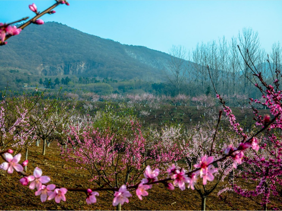 来南京浦口响堂村,桃花正开放