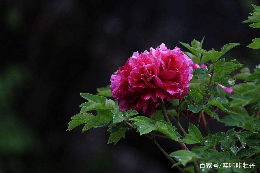 牡丹花下死，做鬼也风流？真爱牡丹又何必死呢插图(5)